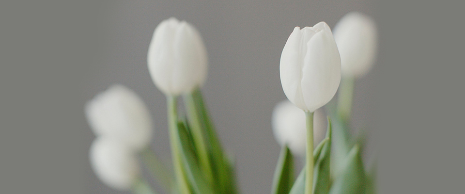 White tulips in a jar compared to Canadian seniors who face financial problems due to inadequate retirement planning.